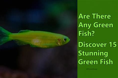 green fish|Discover 15 Stunning Green Fish (With Info & Pictures).